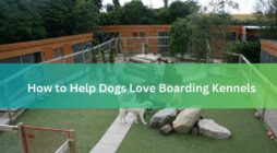 How to Help Dogs Love Boarding Kennels